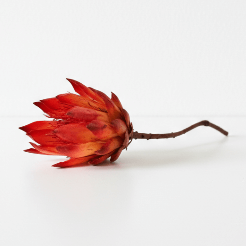 Protea Repens Flower Dye Color – sušený květ s přechodem červené, oranžové a žluté